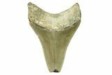 Serrated, Juvenile Megalodon Tooth - North Carolina #294448-1